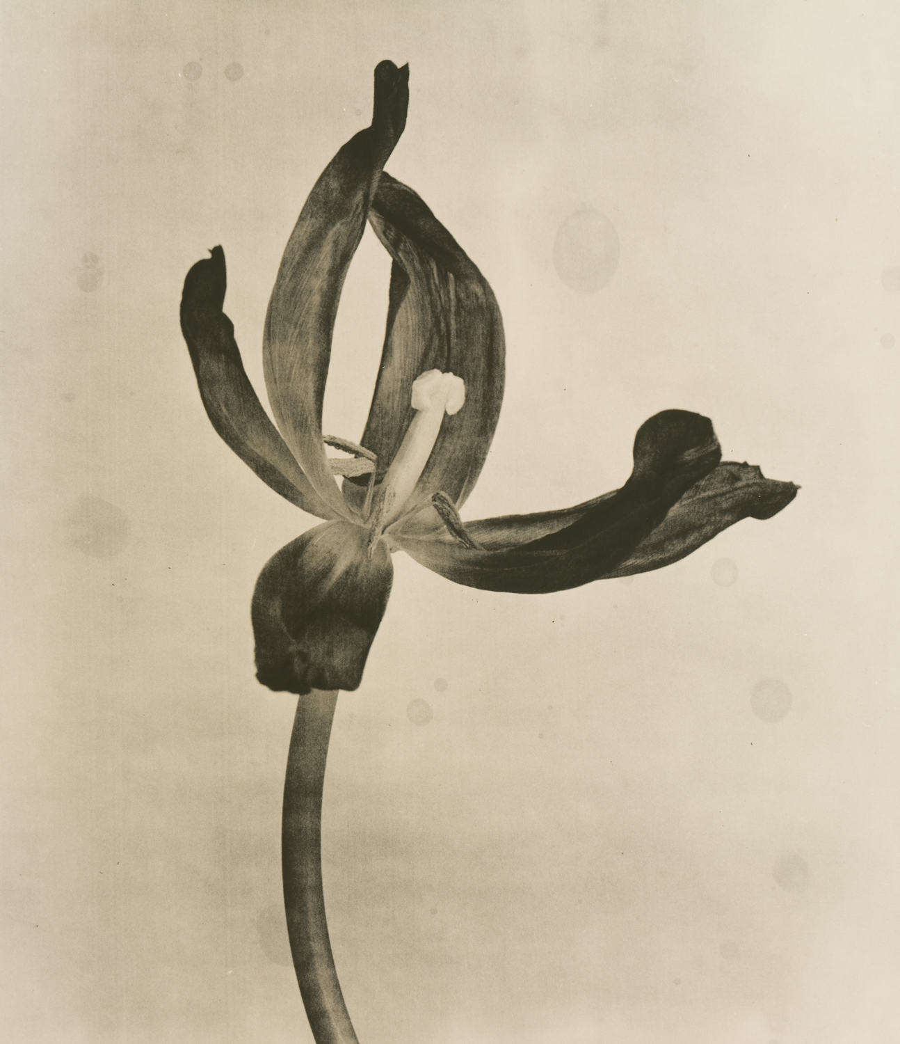 z cyklu bez tytułu, nr neg. 1068/10